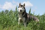 SIBERIAN HUSKY 325